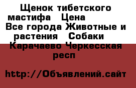 Щенок тибетского мастифа › Цена ­ 60 000 - Все города Животные и растения » Собаки   . Карачаево-Черкесская респ.